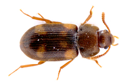Mycetophagus quadriguttatus