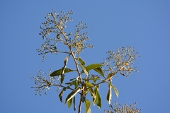 Vernonanthura patens