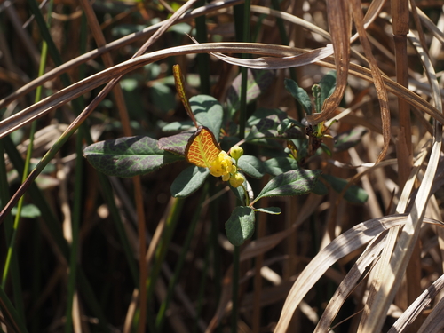 Siebold barberry (Berberis sieboldii)