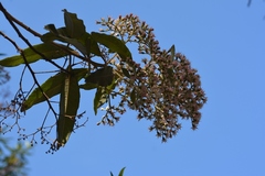 Vernonanthura patens