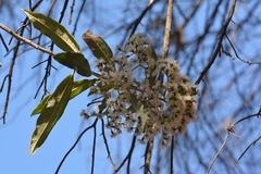 Vernonanthura patens
