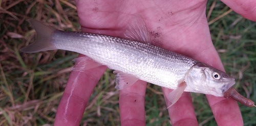 Platkop-kopvoorn (Platygobio gracilis) — Cyprinidae — 2