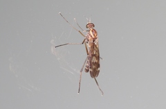 Sylvicola notatus