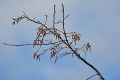 Alnus acuminata arguta