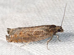 Pseudexentera mali