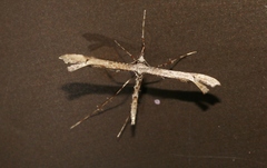 Amblyptilia