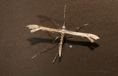 Amblyptilia