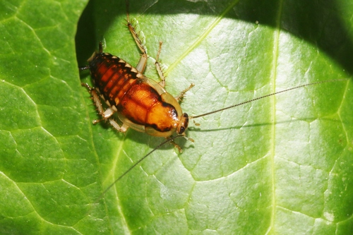 Genus Celatoblatta · iNaturalist