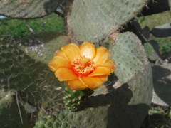 Consolea moniliformis