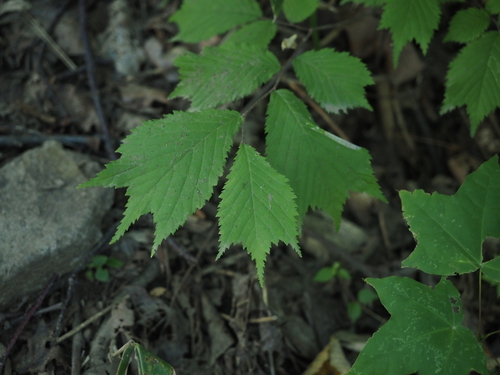 Ulmus laciniata iNat (2)