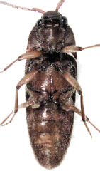 Eucnemidae
