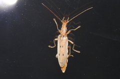 Parisopalpus nigronotatus