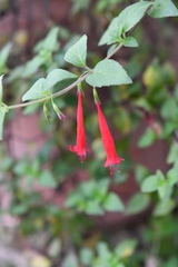 Clinopodium selerianum