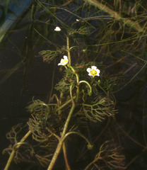 Ranunculus rionii
