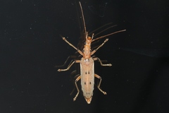 Parisopalpus nigronotatus