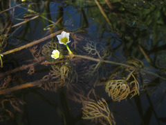 Ranunculus rionii