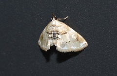 Trichophysetis cretacea
