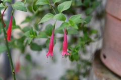 Clinopodium selerianum