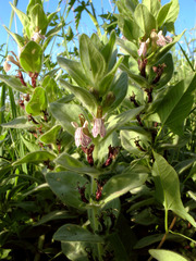 Ajuga laxmannii