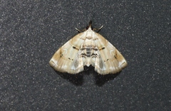 Trichophysetis cretacea
