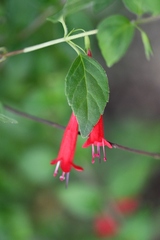 Clinopodium selerianum