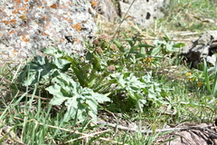 Megacarpaea orbiculata