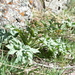 Megacarpaea orbiculata - Photo (c) Kudaibergen Amirekul, some rights reserved (CC BY-SA), uploaded by Kudaibergen Amirekul