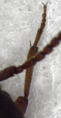 Eucnemidae