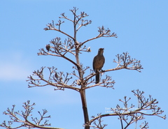 Toxostoma curvirostre