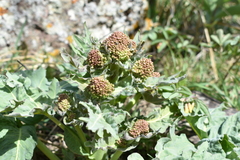 Megacarpaea orbiculata