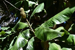 Magnolia sharpii