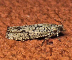 Epinotia celtisana