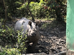 Rhinoceros unicornis