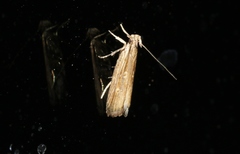 Helcystogramma phryganitis