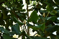 Magnolia sharpii