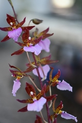 Rhynchostele bictoniensis