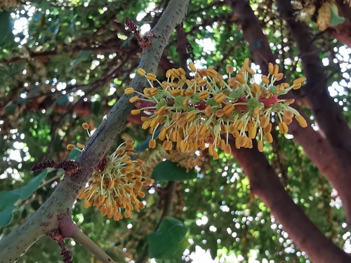 Carob tree