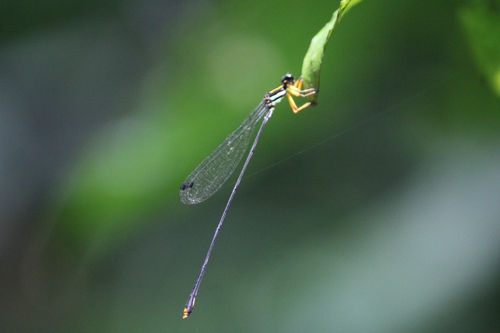 Orange-legged Yellowwing