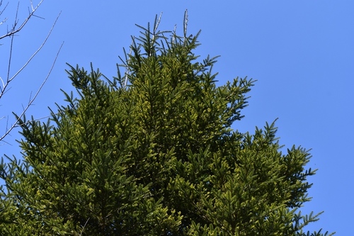 Guatemalan fir