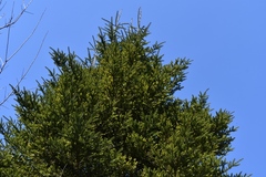 Abies guatemalensis