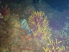 Spondyliosoma cantharus