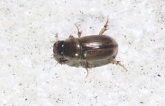 Labarrus lividus