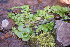 Veronica beccabunga muscosa