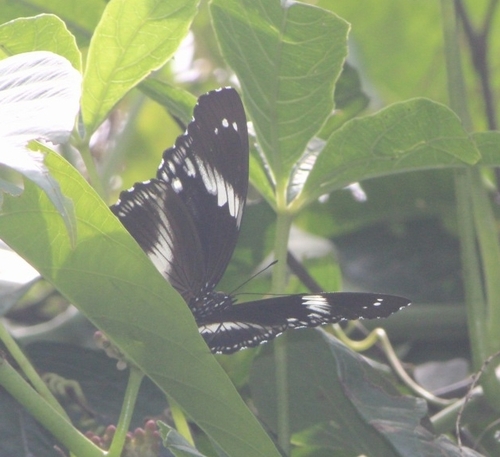 Hypolimnas salmacis salmacis