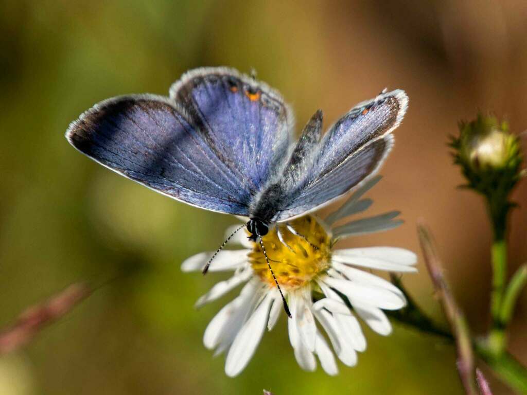 Eastern TailedBlue from Boulevard Manor, Arlington, VA, USA on October
