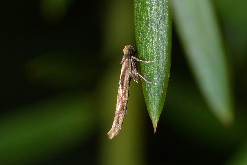 Zelleria porphyraula