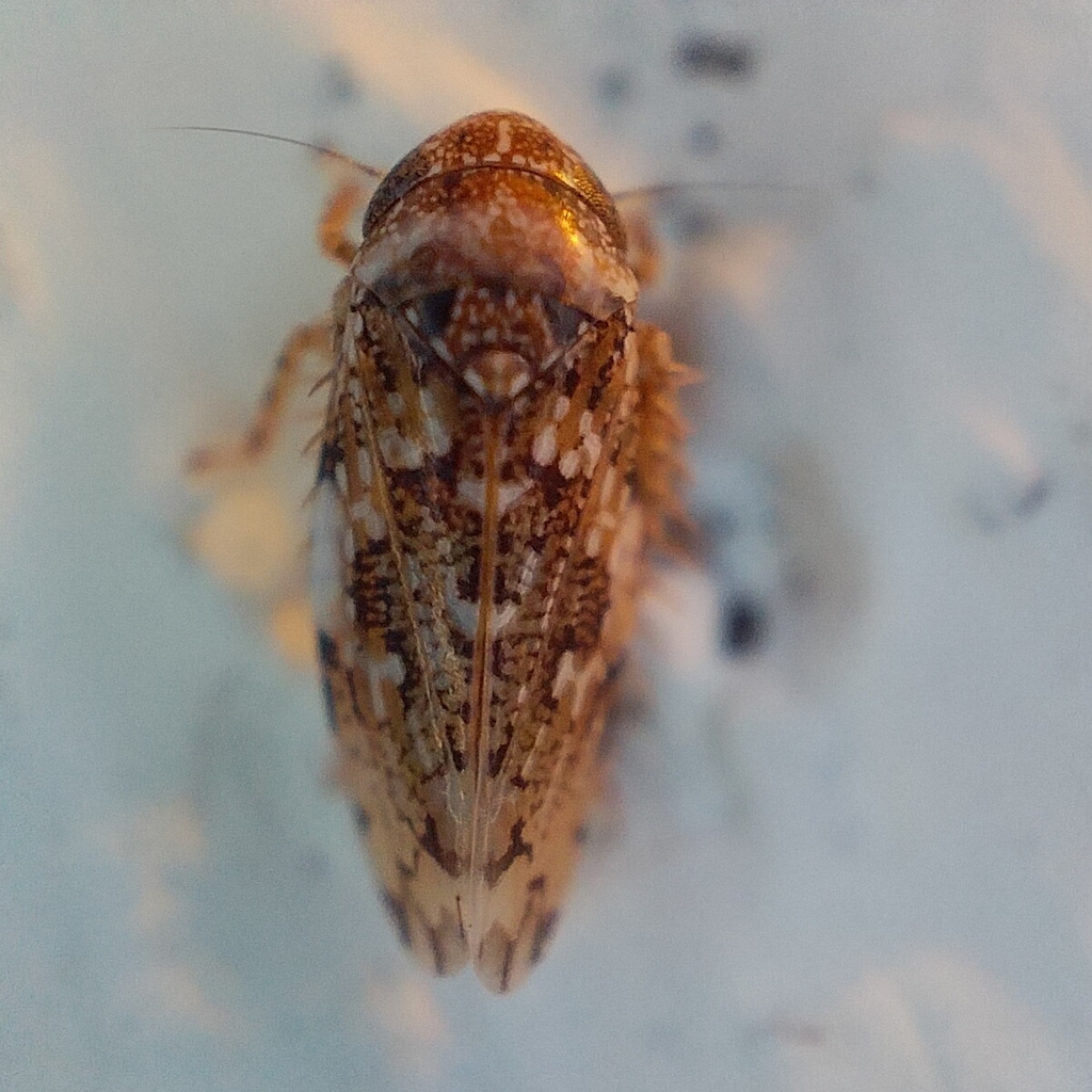 Xestocephalus subtessellatus