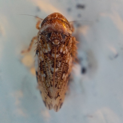 Xestocephalus subtessellatus