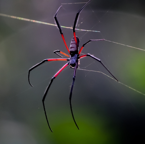 Western Blackleg Orbweaver
