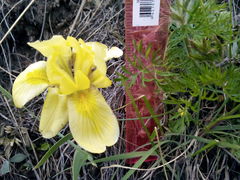 Iris humilis